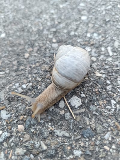 A snail with a light-colored, spiraled shell is crawling on a dark, gravelly surface. The snail's body is a pale tan color, with two visible antennae extending forward. A thin, light-brown twig lies on the ground next to the snail. The background consists of rough, gray asphalt mixed with small stones of various colors, including white, gray, and brown. The scene appears to be an outdoor environment, possibly a sidewalk or pathway in Târgu Jiu, Romania.