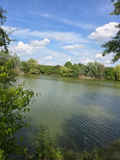 The image depicts a serene natural landscape, likely a body of water such as a lake or river, bordered by lush vegetation. The water's surface is rippled, suggesting a gentle breeze, and reflects the blue sky dotted with white, fluffy clouds. The shoreline is densely covered with a variety of trees and plants, creating a vibrant green backdrop. In the foreground, on the left side of the image, branches with green leaves extend into the frame, adding depth to the scene. The overall impression is one of tranquility and natural beauty. This scene is located in the municipality of Krčmaň, Czechia, a rural area known for its natural landscapes and outdoor recreational opportunities.