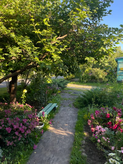 The image depicts a sun-drenched garden pathway in Izborsk, Russia. A tree with lush green leaves dominates the left side of the frame, its branches extending towards a clear blue sky. To the right, a winding concrete path leads into the distance, bordered by vibrant flowerbeds bursting with pink and purple blooms. A simple green bench is situated beside the path, its surface casting dappled shadows from the overhead foliage.
In the background, a rustic wooden fence separates the garden from a gravel path that leads towards a green wooden building, possibly a shed or outhouse, with a yellow object visible on its exterior. The overall scene suggests a peaceful, late afternoon in a well-maintained private garden. The sunlight is warm, casting long shadows, indicating the time of day is likely late afternoon or early evening. The flowers appear to be in full bloom, suggesting a summer setting. The presence of a simple bench implies a place for quiet contemplation or rest. The image evokes a sense of tranquility and the beauty of a rural, summer garden. No text is visible in the image.