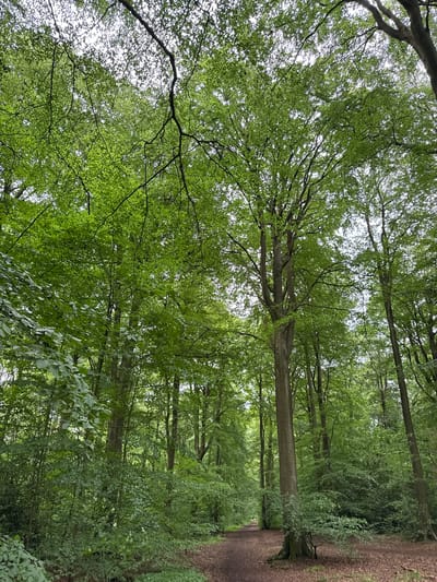 This image presents a dense deciduous forest interior located in Hazlemere, United Kingdom. The view is upward, revealing a thick canopy of vibrant green leaves and a network of dark branches against a bright, largely obscured sky. Numerous tall, mature trees with varying shades of grey and brown trunks ascend throughout the frame. A prominent, unpaved path composed of reddish-brown earth and leaf litter extends into the distance, slightly curving to the left. The lower and mid-ground feature a profusion of younger trees and dense undergrowth, all displaying various shades of green foliage. Diffuse natural light permeates the canopy, illuminating the scene without casting harsh shadows. No individuals, animals, specific actions, or interactions are present.