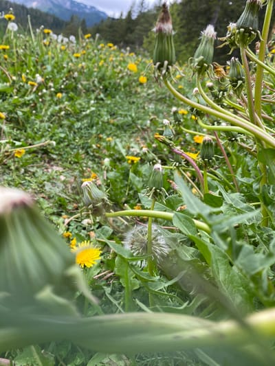 The image presents a vibrant, close-up view of a dense field of dandelions in Pitomine, Montenegro. The scene is dominated by the various life stages of dandelions, showcasing a mix of yellow flowers, white seed heads, and green buds.
Numerous bright yellow dandelions, some in sharp focus and others slightly blurred, punctuate the green foliage. Interspersed among these are several fluffy white dandelion seed heads, or "blowballs," appearing ready for seed dispersal. Many green dandelion buds and closed flowers are also visible, some with stems exhibiting reddish-purple hues, indicating different stages of development. The green leaves and stems of the dandelions create a rich, textured foreground and mid-ground.
The composition suggests a low-angle perspective, looking up through the plants, with some large, out-of-focus green stems and leaves blurring the immediate foreground, contributing to a sense of depth. The background, though blurred, reveals dark green masses that appear to be distant trees or forested hillsides, with a lighter area above suggesting either a cloudy sky or mountainous terrain.
The natural, bright lighting indicates it is daytime, likely a sunny or brightly overcast day. There is no visible human activity or text within the image. The overall impression is one of lush, untamed natural beauty, characteristic of a mountain meadow in full bloom.