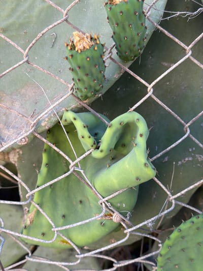 In Xagħra, Malta, a close-up shot captures prickly pear cactus pads intertwined with a chain-link fence. Two small, green prickly pear pads, each adorned with brown spines and topped with dry, yellowish-brown remnants of flowers, are visible through the fence. A larger, oddly shaped green cactus pad is also prominently featured, its form contorted as it weaves through the wire mesh. The background consists of a larger, less defined cactus pad and hints of dry vegetation. A small snail is perched on the fence, adding a subtle element of life to the scene. The lighting suggests it may be late afternoon or early morning, casting a soft glow on the green cactus.