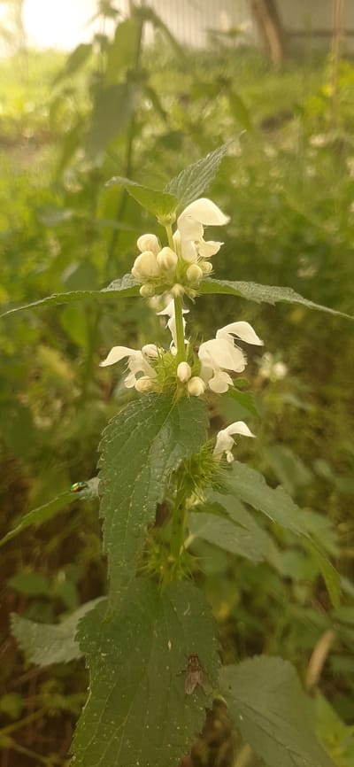 A close-up, vertical, eye-level shot features a white deadnettle plant with flowers and buds, set against a blurred green background. The plant's stem is visible, with serrated green leaves. At the bottom left, a small, iridescent green beetle is perched on a leaf. Further down on another leaf, a fly with transparent wings is resting. The environment appears to be outdoors, possibly in Yessentukskaya, Russia, characterized by lush vegetation and a soft, diffused light, suggesting a natural, unmanicured setting.