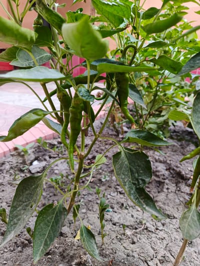 In Kokand City, Uzbekistan, a close-up, low-angle shot captures a chili pepper plant growing in loamy soil. The plant features several green, elongated chili peppers hanging from its branches, surrounded by lush green leaves. The soil is dry and cracked, with small green sprouts emerging in the background. A red brick border is visible in the upper left quadrant of the image, suggesting the plant is in a garden or cultivated area. The lighting is natural, indicating an outdoor setting. There are no people or animals present in the frame.