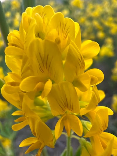 This media file is a close-up, macro photograph of a cluster of bright yellow flowers, likely in bloom. The flowers are arranged densely on a stem, with many petals overlapping and forming intricate shapes. Some petals show fine, dark veins, adding subtle detail. The background is softly blurred, with patches of yellow and green, suggesting a natural outdoor setting, possibly a field or garden. The lighting appears to be natural, with a warm glow, indicating it might be taken during the golden hour of either sunrise or sunset. There is no text visible in the image, and no people or animals are present. The focus is entirely on the delicate beauty and texture of the flowers. The overall impression is one of natural vibrancy and delicate detail. The location context suggests this could be a common wildflower or garden plant found in Estonia during the warmer months.