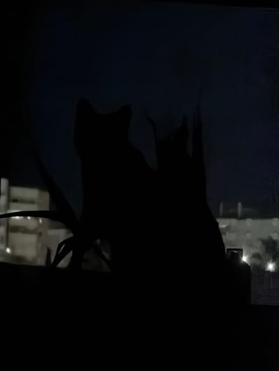 The image is a silhouette of two cats sitting on a windowsill at night, with the city of Torremolinos, Spain, visible in the background. The cats are dark shapes against the dimly lit city skyline, with their ears pointed upwards. One cat is slightly larger than the other and appears to be facing forward, while the second cat is behind it, facing to the right. A plant with thin leaves is also silhouetted in front of the cats. The background shows blurred lights of buildings and a street, indicating an urban environment. The scene is dark and atmospheric, with the city lights creating a soft glow.