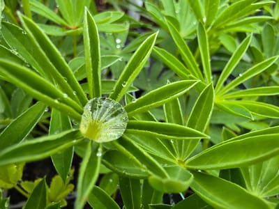 A close-up shot captures a cluster of vibrant green leaves, possibly lupine or a similar foliage type, covered with water droplets. The most prominent droplet, centrally located on a leaf cluster, distorts the image of the foliage behind it, creating a lens-like effect. Smaller droplets are scattered across the surface of the leaves. The plant is in focus, while the background is slightly blurred. The location is unknown and cannot be determined from the information available.