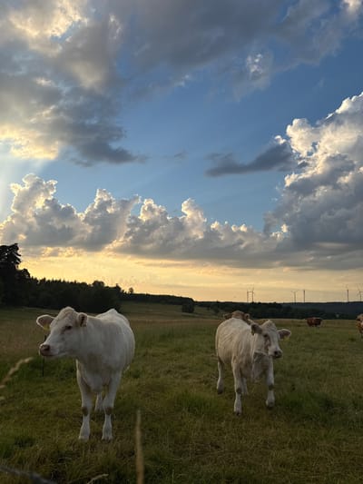 The image depicts a pastoral scene with several cattle grazing in a grassy field. The foreground features two light-colored cows standing in a field of green grass. The cow on the left is facing left, while the cow on the right is facing forward. In the background, more cows are visible, including one brown and white cow. Beyond the field, a line of trees forms a dark border against the horizon. Further in the distance, several wind turbines are present, indicating an open, possibly rural landscape. The sky is a prominent feature, filled with dramatic clouds that are illuminated by the setting sun, casting a warm golden light across the scene. The image appears to be taken in Beltershain, Germany, given the context of the location.