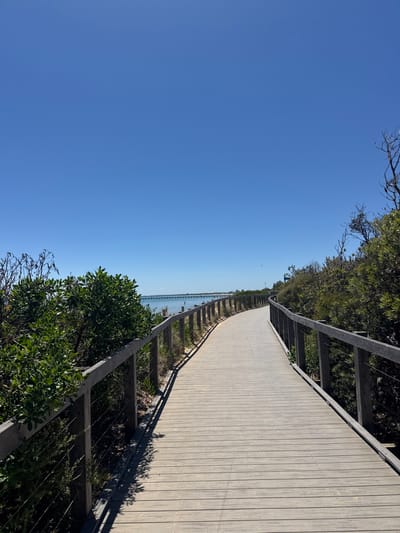 This image captures a serene outdoor scene featuring a long, wooden boardwalk under a clear blue sky. The boardwalk, made of light-colored planks, curves gently into the distance towards the horizon. A robust wooden railing borders the left side of the boardwalk, casting long, distinct shadows onto the planks, indicative of bright sunlight during either morning or late afternoon.

To the left of the boardwalk, a wide expanse of calm, blue water is visible, stretching towards the faint outline of distant land or structures. Lush green foliage and bushes line both sides of the boardwalk, with some vibrant greenery prominent in the foreground and along the edges of the frame. The sky above is a brilliant, cloudless blue, dominating a significant portion of the image.

No people or animals are present, emphasizing the tranquil and natural atmosphere of the location. The scene suggests an inviting path for a leisurely stroll or enjoying the coastal scenery. Given the context, this is likely a scenic boardwalk along the waterfront in Frankston, Australia, enjoying clear and sunny weather. There is no visible text in the image.