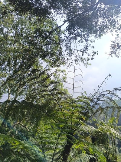 Lush greenery dominates the frame, featuring fern trees with intricate leaf patterns in the foreground. Sunlight filters through the upper canopy of broadleaf trees, casting dappled light. A tall, slender fern stalk rises vertically. A distant, hilly landscape, blanketed in green, is visible through the trees. The sky is a pale blue-grey, partially obscured by the dense foliage.
