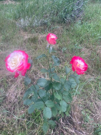 In Novyi Tahamlyk, Ukraine, a bush of bicolor roses, featuring pink petals with white centers, stands amidst dry grass and green vegetation. Three rose blooms are visible, two in the foreground and one slightly further back, all on a single stem with dark green leaves. The background consists of tall, dry grass interspersed with some green foliage, suggesting an outdoor, perhaps rural or park-like setting. The lighting indicates it may be overcast or late in the day.