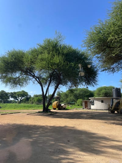 This image captures a sunlit, semi-arid landscape under a clear, cloudless blue sky, consistent with the environment of Kwa Kuchinia, Tanzania. The scene is dominated by numerous trees with feathery green foliage, characteristic of acacia species.

A large, multi-trunked tree stands prominently on the left, its branches extending across the upper and central parts of the frame. Several small, white, rectangular objects are visible hanging within its canopy. To the right, a wide, light-brown dirt road runs longitudinally, showcasing long, distinct shadows cast by the trees, indicating bright sunlight, likely mid-morning to afternoon.

In the mid-ground on the right side of the road, a simple, light-colored building with a dark water tank on its roof is partially visible, nestled among other trees. Near the building and along the road, two yellow construction vehicles, possibly mini excavators or compact loaders, are parked. Further trees and green vegetation extend into the background.

No people are visible, and no active events or activities are taking place; the scene appears static. The bright light, strong shadows, and clear sky suggest fair weather conditions. There is no discernible text visible within the image.