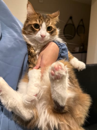 An indoor scene in Lingolsheim, France, depicts a domestic cat being held by an unidentified individual. The cat is a long-haired calico/tabby, predominantly white on its chest, belly, and paws, with brown, tan, and dark brown tabby markings across its back and head. Its face features a white muzzle, a pink nose, and large, round, green-brown eyes. Long white whiskers extend from its snout. The cat's front left paw, with prominent pink toe beans, is clearly visible. It wears a light blue, short-sleeved garment, possibly a medical recovery suit, on its upper body. A person's fair-skinned hand and forearm, clad in a light blue sleeve, are seen supporting the cat. The background is dimly lit, revealing two distinct, dark-framed, teardrop-shaped wall hangings or mirrors on a wall, and a dark piece of furniture, likely a chair or sofa, partially in view on the right.