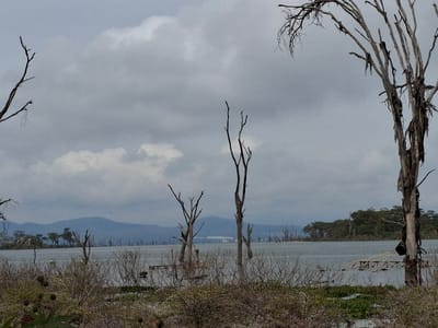 The image shows a body of water, likely a lake, with a distant mountainous landscape on the other side. There are several bare trees in the foreground, suggesting that the area is in a state of drought or has been affected by deforestation. The shoreline appears to be covered with dry, brown vegetation. The water is calm and reflects the cloudy sky above. The location, based on the provided coordinates, is near Lake Naivasha in Karagita, Kenya.