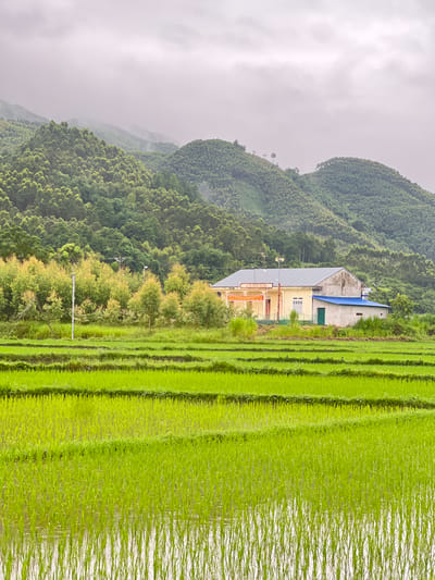 A wide shot captures a rural scene in Tân Thanh Commune, Vietnam, under an overcast sky. In the foreground, vibrant green rice paddies are meticulously terraced, with rows of young rice shoots standing in shallow water. The water reflects the overcast sky and the green stalks.
Behind the rice paddies, a line of trees with a mix of green and reddish-brown foliage separates the fields from a cluster of buildings. A pale yellow building with a gray roof, possibly a community center or a small school, is prominent. It features several windows and a few signs in Vietnamese. Attached to its side is a smaller, single-story structure with a bright blue roof and a green door.
The background is dominated by lush, green, tree-covered hills and mountains that recede into the misty distance. The rolling hills are densely forested, creating a textured, layered landscape. The overall atmosphere is serene and tranquil, typical of rural Vietnam. No people are visible in the frame.