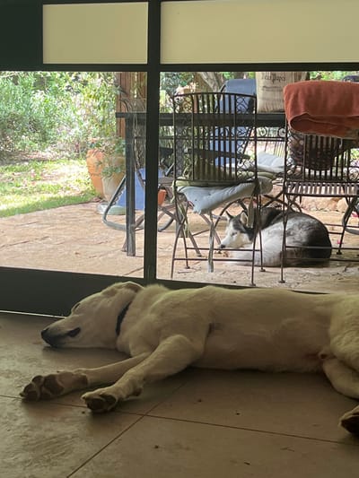 A white dog is lying on the floor inside a home, with its head resting on the floor. The dog's paws are extended out to the sides of its body. Through a glass window, a black and white dog is visible, lying on a blue cushion on a metal chair on a patio outside the home. The patio has two metal chairs with cushions. A potted plant and a garden hose are visible outside, along with green grass and a stone patio. The scene is taken in Alon HaGalil, Israel.