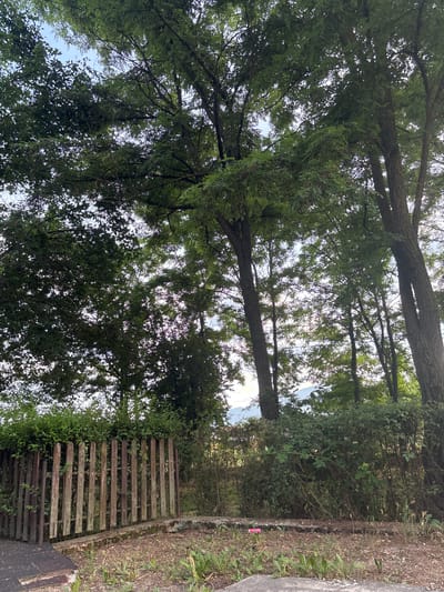 A vertical, medium shot captures an outdoor scene in Garmen, Bulgaria, dominated by lush green trees and vegetation. In the foreground, a weathered wooden fence with vertical planks and a metal frame stands prominently. A concrete border runs along the base of the fence, with dry leaves and sparse greenery covering the ground. To the left of the fence, a dark, possibly metal surface with a textured pattern is visible. A small patch of pink flowers is seen in the dirt area beyond the fence. The background is filled with dense trees, their leaves forming a canopy that obscures much of the sky, which appears light blue and partly cloudy. The overall environment suggests a natural, somewhat overgrown outdoor area.