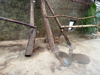 The image depicts a zoo enclosure with three dik-diks, small antelopes, in Akatovo, Russia. Two dik-diks are lying down in the foreground, facing different directions, while a third dik-dik is standing and grazing in the background. The enclosure features a textured, stone-like wall with a small window, and is furnished with natural elements such as tree trunks and branches. The ground is sandy and uneven. The lighting suggests it is daytime, but the weather is unclear. The scene is calm, with the dik-diks appearing relaxed in their habitat. There is no visible text in the image.