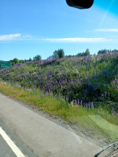 This image captures a roadside scene in Kellokoski, Finland, during daylight hours under a clear blue sky with wispy white clouds. The foreground features a gray asphalt road with a white line marking the lane. Adjacent to the road is a steep embankment covered in lush green grass and a vibrant expanse of purple lupine flowers, interspersed with smaller white flowers. Trees form a dense backdrop behind the flower-filled slope. A green road sign is visible on the left, indicating "E 75 LAHTI MÄNTSÄLÄ" with distances to each location. The overall impression is one of a rural or semi-rural environment in bloom.