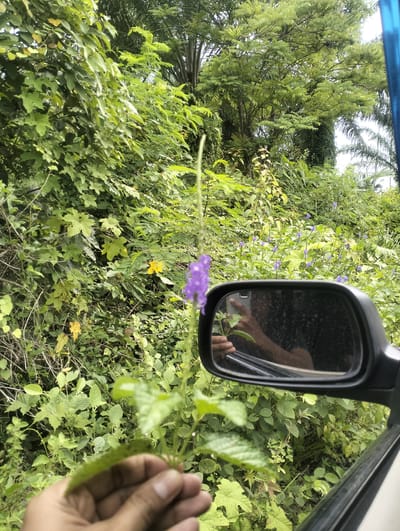 A person's hand, holding a small green plant, is in the foreground of the image. The person's reflection is visible in the side-view mirror of a car. The car is positioned next to a dense, green forest with various types of trees and plants. There are small purple flowers scattered throughout the foliage. The image appears to have been taken in Cotseutui, Indonesia.