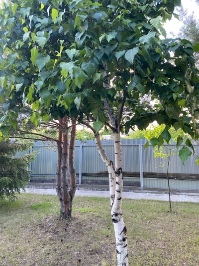 The image depicts an outdoor scene with lush green foliage and trees in the foreground. In the center, a distinct white birch tree with black markings stands prominently. To its left, a pine tree with rough bark and multiple trunks is visible. Behind the trees, a corrugated metal fence runs horizontally across the frame, suggesting a boundary or enclosure. The ground is covered in green grass with scattered dry patches and pinecones. The overall environment appears to be a park or a residential area, possibly in the city of Volzhsk, Russia, given the context. The lighting suggests it is daytime, with sunlight filtering through the leaves. There are no people visible in the image.