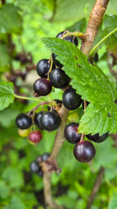 A close-up, eye-level shot captures a cluster of ripe blackcurrants on a branch amidst lush green foliage. The berries, varying in shade from deep purple to black, are plump and round, some with a slight sheen. A few leaves, some with speckled markings, are visible, partially obscuring the berries. The branch is rough and brown, showing a natural, organic texture. The background is a soft blur of green, suggesting a garden or natural setting. The scene is devoid of any human presence or activity. This image was taken in Ļūbaste, Latvia.