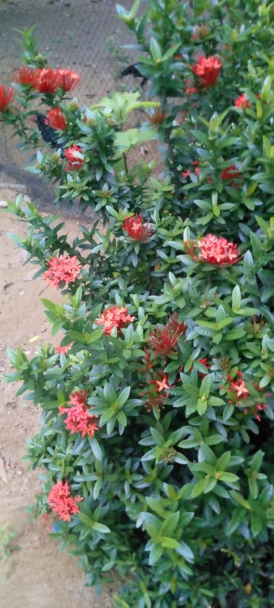 The image depicts a cluster of vibrant red Ixora flowers with lush green foliage. The flowers are clustered in dense, star-shaped blooms. The background consists of sandy ground and a blurred fence. The scene appears to be outdoors in a garden setting, possibly in a residential area. There is no indication of the city of Uleemeuria, Indonesia, or any specific forensic details. The image is a still photograph.
