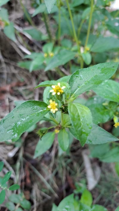 A close-up, slightly blurred, vertical shot captures a cluster of small, delicate yellow flowers with white tips, blooming amidst lush green leaves. The leaves are wet, suggesting recent rain, and have a slightly fuzzy texture. The background is out of focus, showing a mix of dry grass and twigs, indicating a natural outdoor setting. The image was taken in Meunasahmeucap, Indonesia.