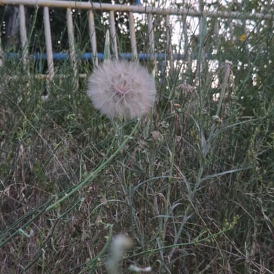 A fluffy, white dandelion seed head is the central subject of this image, set against a backdrop of tall, green grass and foliage. The dandelion is in focus and positioned in the lower-left quadrant of the frame. In the background, a yellow and blue metal fence is visible, suggesting an urban or park-like setting. The lighting indicates it may be late afternoon or early evening. The image was taken in Piešťany, Slovakia.