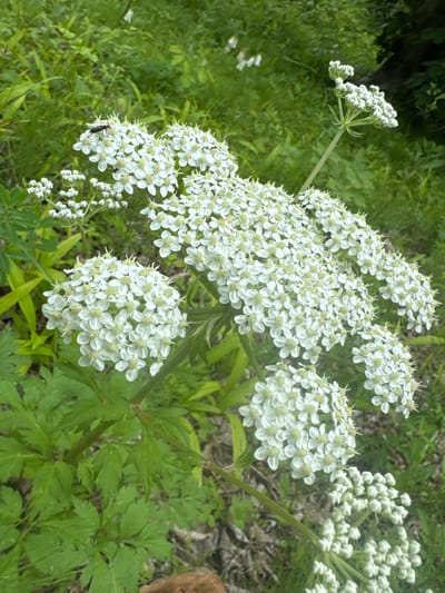 A close-up, eye-level shot captures a cluster of white Queen Anne's Lace flowers with intricate, delicate petals, blooming in a dense, green, natural environment. The flowers are predominantly featured in the foreground and midground, with some smaller clusters and unopened buds also visible. A small black insect is perched on one of the open flower heads. The background consists of lush green foliage and some blurred areas of dry leaves and soil, suggesting a woodland or meadow setting on Russky Island, Russia. The lighting is natural, with soft shadows indicating an overcast or diffused light condition. There are no people or man-made structures visible in the frame.