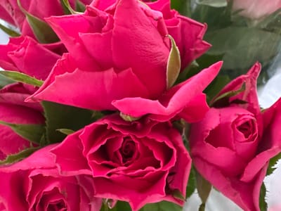 A close-up, high-angle shot captures a bouquet of vibrant pink roses. The petals are layered, with some unfurling to reveal the intricate spiral of the rose's center, while others remain tightly budded. A few green sepals are visible, peeking out from beneath the rose blooms. The background is softly blurred, with hints of more roses and foliage, suggesting a lush floral arrangement. The lighting is bright, highlighting the rich color and delicate texture of the roses. There is no indication of people, actions, or a specific location in Moortown, Ireland within the image.