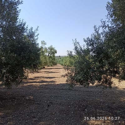 The image depicts an olive grove under a clear blue sky. The ground is covered with small stones and dirt, with visible shadows cast by the olive trees. In the foreground, the branches and leaves of two large olive trees frame the view. In the middle ground, rows of olive trees extend into the distance, creating a long, linear perspective. The background shows a hazy horizon with what appears to be more vegetation and possibly a distant building. The image has a timestamp in the bottom right corner: "26.06.2026 10:27". The location is identified as Terlizzi, Italy.