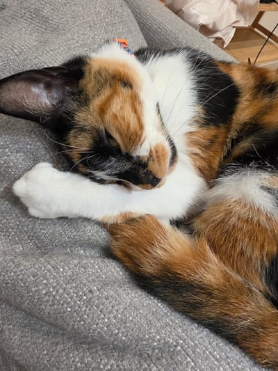 A calico cat is curled up, sleeping on a grey textured fabric surface. The cat is predominantly white, black, and orange. One white paw is positioned near its face. A collar is visible. The exact location in Birmingham, United Kingdom cannot be determined from the image.