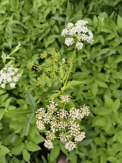 The image is a close-up, overhead shot of a cluster of delicate white flowers against a backdrop of lush green foliage. The flowers are small and clustered in umbels, with some blooms fully open and others still in bud. The stems of the flowering plant are thin and light green, some of them extending upwards and to the right of the frame. The foliage is dense and leafy, with various shades of green indicating natural growth. The lighting suggests it is daytime, with soft, diffused light. There are no people or animals visible in the image. The scene appears to be an outdoor natural setting, possibly a garden or a wild patch of greenery in Mayma, Russia.