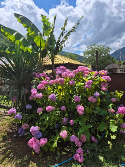 In the city of Bzypta, Abkhazia, a vibrant outdoor scene unfolds under a partly cloudy sky. In the foreground, a lush bush of hydrangeas bursts with blooms in shades of pink and purple, their voluminous flower heads creating a soft, textured mass. To the left of the hydrangeas stands a tall, spiky palm-like plant, its green fronds fanning out widely. Behind these plants, a house with a distinctive yellow, gabled roof is visible, partially obscured by the foliage. Further in the background, rolling green hills rise, suggesting a mountainous or hilly terrain, with more trees scattered across the landscape. A dark brown, weathered fence runs along the right side of the scene, adding a rustic element to the natural beauty. The ground is covered in a mix of grass and bare earth, with a blue hose snaking its way through the greenery. The overall impression is one of a verdant, possibly subtropical, setting with a dwelling integrated into the natural environment.