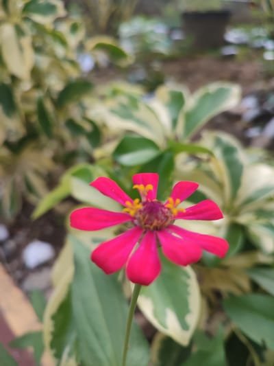 A close-up, shallow depth-of-field photograph captures a single, bright pink zinnia flower in full bloom. The flower's petals are delicate and pointed, with a vibrant fuchsia hue. In the center of the bloom, a cluster of yellow stamens is visible. The flower is positioned in the foreground, slightly off-center to the right, with its stem extending downwards.
The background is softly blurred, revealing variegated leaves of a plant with green and cream-colored edges. These leaves create a natural, garden-like setting. The ground beneath the plant appears to be a mixture of pebbles and soil. In the far background, out of focus, is a dark, rectangular object, possibly a pot or planter. The overall scene suggests an outdoor environment, likely a garden or a well-maintained yard in Blangriek, Indonesia. There are no people or animals visible in the image. The lighting appears to be natural daylight, illuminating the flower and creating a soft bokeh effect in the background.