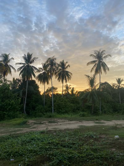 The image depicts a row of palm trees silhouetted against a cloudy sky at sunset. The location is Seuneubok Teungoh, Indonesia. The trees are lined up along a dirt road bordered by dense, green vegetation. The sky shows a gradient from blue to orange as the sun sets behind the trees.