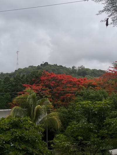 The image depicts a lush, hilly landscape under a cloudy sky, likely El Tunco, El Salvador. The foreground is dominated by dense green foliage, including the fronds of a palm tree and other broad-leaved trees. In the midground, a striking display of vibrant red-orange flowers bursts forth from a cluster of trees, contrasting with the surrounding dark green vegetation. Beyond this, the hills are covered in various shades of green trees, with a telecommunications tower visible on the left hilltop. A distant building can be seen on the right hilltop. Power lines are strung across the frame, dividing the sky from the landscape. A single dark, object, possibly a bird's nest or a clump of debris, hangs from a branch in the upper right corner. The overall impression is one of natural beauty and a somewhat overcast day.