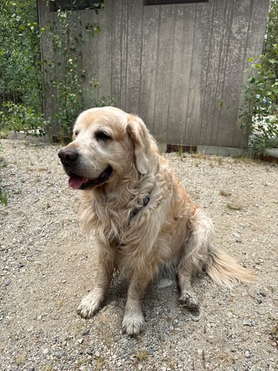 A golden retriever dog is sitting outdoors on a gravel surface in front of a weathered wooden building with some greenery. The dog is light-colored with long fur and its tongue is sticking out. The building appears to be a shed or small structure. The environment is likely rural or a park setting.
