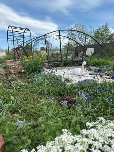 The image shows a garden in Ludorvai, Russia, featuring a black metal archway, a decorative white swan figurine on a bed of white gravel, and various plants, including white alyssum, blue grape hyacinths, and yellow and red flowers. The background includes a building and trees. The sky is partially visible, with blue and white clouds.