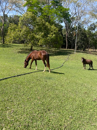 The image displays an outdoor, sunlit grassy pasture in Pirenópolis, Brazil. Two equids are present. In the mid-ground, left of center, a dark brown horse with lighter lower legs is actively grazing, its head lowered to the short green grass. To its right, approximately midway between the center and the right edge, a smaller dark brown horse or pony stands upright, facing left and looking towards the larger horse. A dark rope or lead line is visible around the smaller horse's head, extending downwards. A black hose or cable runs diagonally across the mid-ground, from the lower-left foreground to the upper-right, passing between the two animals. The background consists of a dense area of trees with varying green foliage and visible branches, silhouetted against a clear blue sky. A tall, slender, light-colored pole is visible vertically among the trees on the far right. Bright sunlight illuminates the scene, casting distinct shadows on the grass. No human subjects are visible.