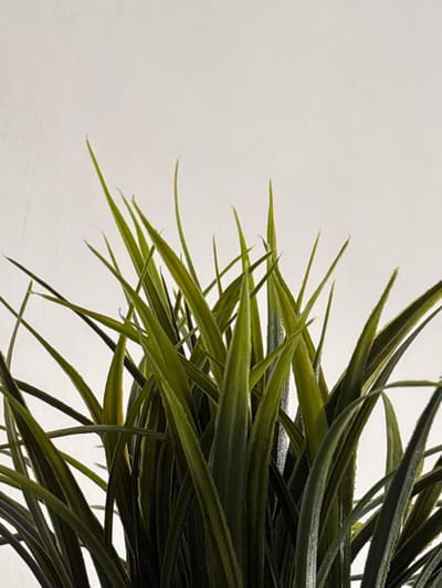 The image displays a close-up, upward-angled view of a dense cluster of green, blade-like plant foliage. The plant material is characterized by numerous elongated, slender leaves, predominantly dark to medium green, with some exhibiting lighter yellowish-green striations and pointed tips. The leaves form a compact, multi-layered mass that fills the lower two-thirds of the frame. The background is a plain, undifferentiated light off-white or very light beige surface, likely a wall or studio backdrop. No individuals, additional objects beyond the plant, or specific environmental features other than the background are visible. No actions or interactions are depicted. The scene is located in Voluyak, Bulgaria.