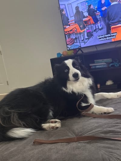 A black and white Border Collie dog lies on its back on a grey, textured sofa, looking directly at the camera with blue eyes. Its front paws are raised, and a brown leash is partially visible next to it on the sofa.

In the background, a television screen displays a scene with several individuals in what appears to be a classroom or office setting. They are seated at orange desks or chairs, with various bags and backpacks placed near them. On the TV screen, Spanish text is visible, reading: "[todos] Hasta luego, señora directora." This translates to "[everyone] Goodbye, Madam Director," suggesting a departure or the end of a scene.

To the left of the dog's head, a dark shelf unit holds books and other items. A colorful toy, including an orange ball and other elements, is partially visible near the bottom left corner of the image. The setting is indoors, likely a home living room, with the dog relaxed on the furniture while a TV program plays. The dog has distinctive black and white markings, with black fur on its head, ears, and body, contrasted by white fur on its chest, snout, and paws. The time of day is indeterminate, but the scene is lit by indoor lighting.