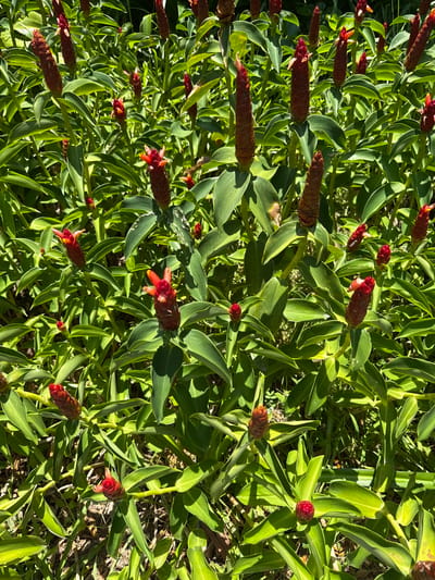 The image shows a dense cluster of red ginger plants with their distinctive cone-shaped flower spikes. The leaves are lush green and broad. The scene is outdoors, with dappled sunlight suggesting a natural or garden environment. The ground beneath the plants appears to be a mix of soil and dry vegetation. There are no people or animals visible in the image. The location is identified as Cam Lam, Vietnam.