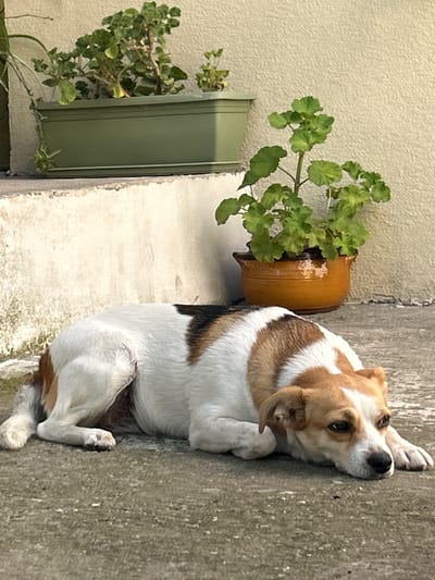 In Krumovo, Bulgaria, a small, tri-colored dog with white, brown, and black markings rests on a concrete surface. The dog is lying down, with its head resting on its front paws, and appears to be looking slightly to the right. Behind the dog, a pale beige textured wall serves as a backdrop. To the left, a green planter box sits on a raised ledge, filled with green foliage. To the right, a smaller, terra cotta pot contains a similar green plant. The lighting suggests it is daytime, with shadows indicating the sun's position.