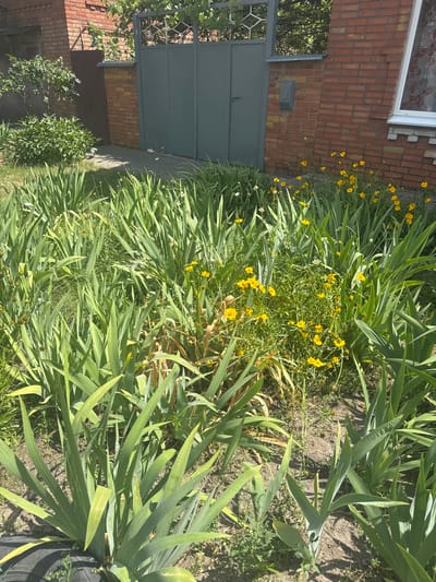 The image shows a garden area with a brick building and a metal gate in the background. The foreground is filled with lush green foliage and small yellow flowers. A black tire is partially visible in the bottom left corner. The overall scene suggests an outdoor residential or communal space. The location in the city of Shakhty, Russia, is noted.