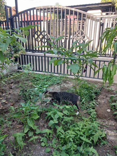 A tabby cat with a white-tipped tail walks through lush green vegetation in Julicotmeurak, Indonesia. The cat is walking towards the right side of the frame, partially obscured by the plants. Behind the cat and vegetation is a black metal fence with a decorative diamond pattern. Beyond the fence, a light-colored building with a roof is visible, suggesting a residential or perhaps commercial setting. The foliage is dense and appears to be growing wild in patches, with some plants exhibiting purple flowers and a dark purple eggplant. The ground is a mixture of soil and small stones. The lighting suggests it is daytime, and the presence of the cat indicates an outdoor scene. The overall impression is one of a natural, unmanicured outdoor space adjacent to a man-made structure.