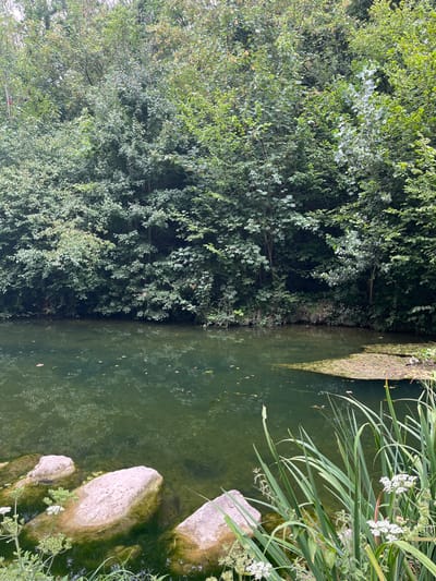 The image shows a tranquil natural scene. In the foreground, large, moss-covered rocks jut out of clear, green water. Tall, green reeds and white wildflowers grow along the edge of the water. The water itself is slightly murky, with fallen leaves visible on the surface and submerged vegetation below. In the background, a dense wall of lush green trees and foliage rises up, creating a natural, verdant backdrop. The overall impression is one of a peaceful, overgrown waterside environment. This scene is located in the city of Villeparisis, France, specifically within the park area surrounding the Étang de la Fosse aux Carpes, a body of water known for its carp fishing.