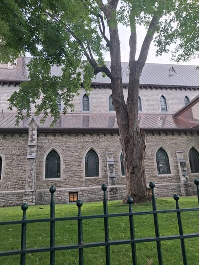 The image, oriented vertically, depicts the exterior of a stone building, likely a church or historical edifice, with a large tree in the foreground. The building features arched windows with dark panes and a copper roof, showcasing a rustic architectural style. The stone facade is constructed from irregularly shaped, light-colored blocks, giving it a textured appearance. A dark metal fence with spherical finials runs along the right side of the image, separating the building from a manicured green lawn. The tree, with its rough bark and leafy branches, partially obscures the building, its branches extending from the left side of the frame. One small window on the building's facade glows with interior light, suggesting it might be evening or a dimly lit interior. The overall scene suggests a tranquil, possibly historic, setting. The presence of a well-maintained lawn and the style of the building and fence hint at a location in a developed urban or suburban area, possibly within Ottawa, Canada, as indicated by the location context. The weather appears overcast, as indicated by the diffused light. There are no visible people or text in the image.
