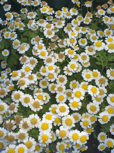 This media file is a close-up, overhead shot of a dense patch of white and yellow daisies. The flowers are in various stages of bloom, with some appearing fresh and vibrant, while others show signs of wilting or browning. The petals are delicate and pointed, surrounding a central yellow disc. The background consists of dark green foliage, suggesting a garden or natural setting. There is no visible text in the image, nor are there any people or specific objects. The lighting appears to be natural daylight, likely overcast or diffused, as there are no strong shadows. The scene evokes a feeling of natural beauty and abundance, possibly during the daytime. The location context provided is Taldykorgan, Kazakhstan, which situates this natural scene within that region.
